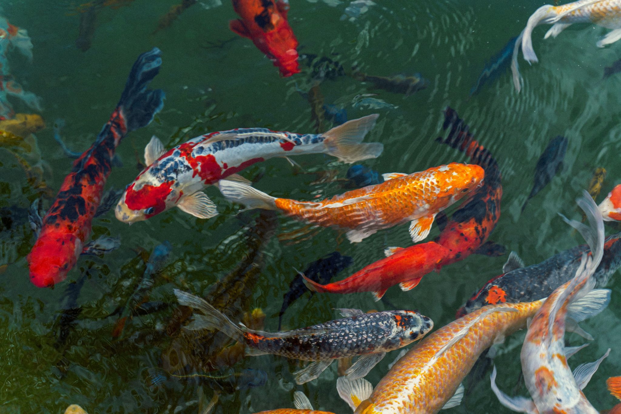 Zierfische und Gartenteich Fischzucht Kortmann