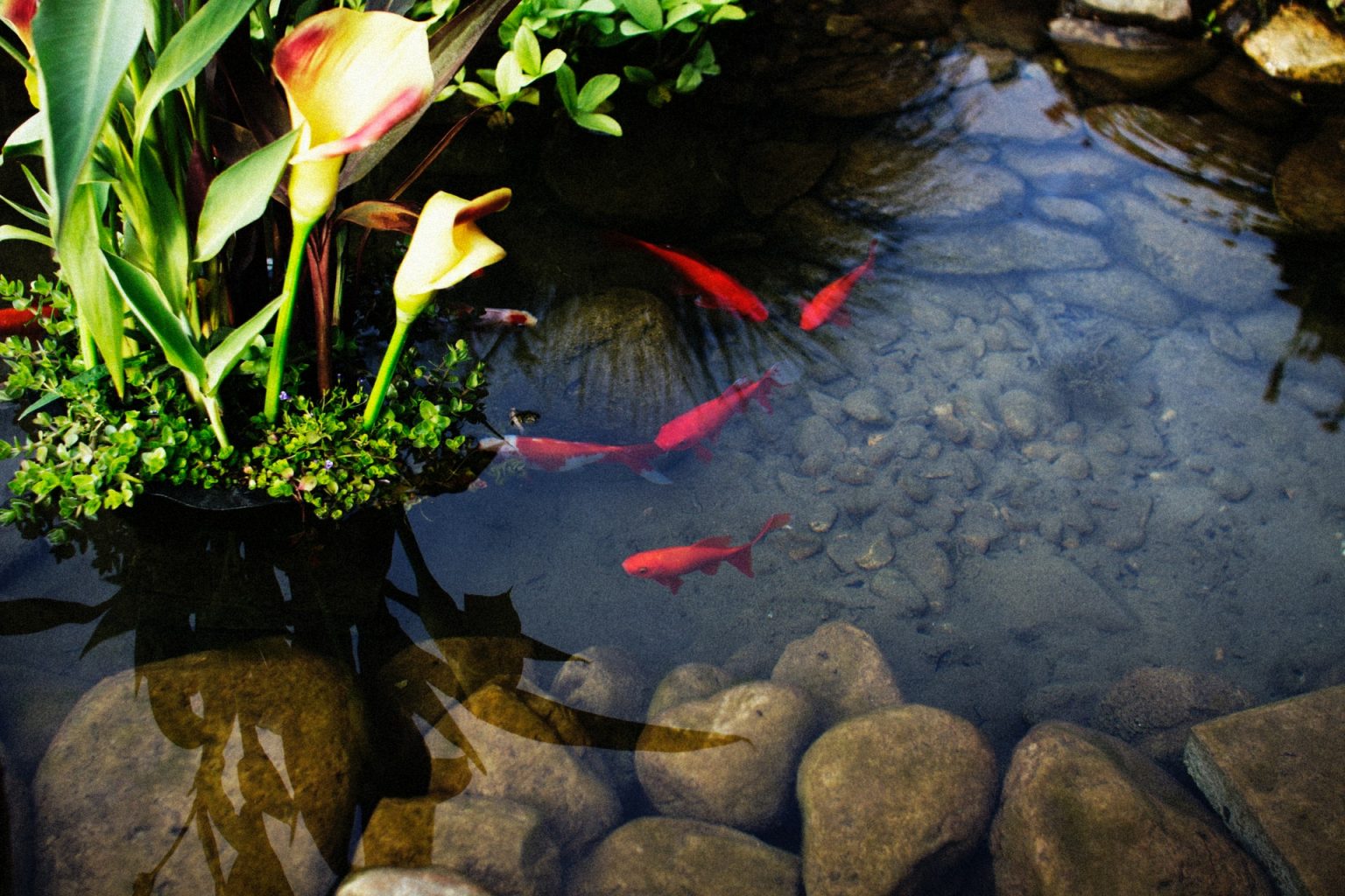 Zierfische und Gartenteich Fischzucht Kortmann